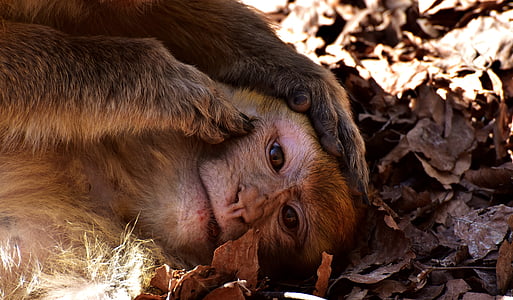 closeup photo of brown primate