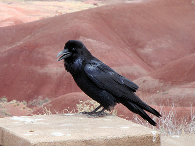 black crow on rock