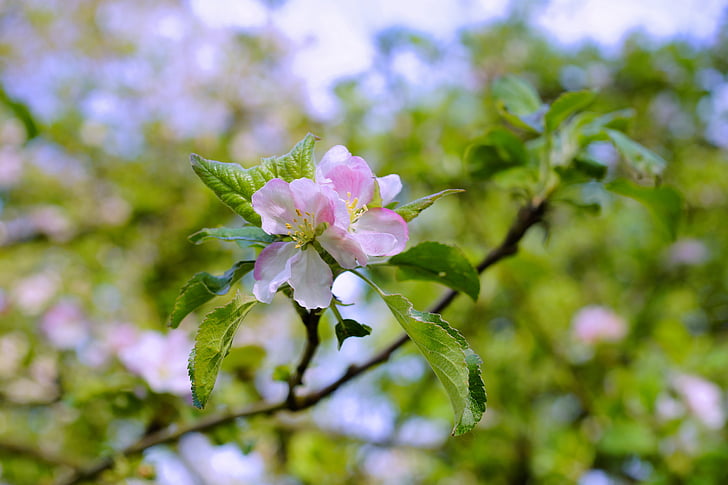 selective focus photography of pink cherry blossoms