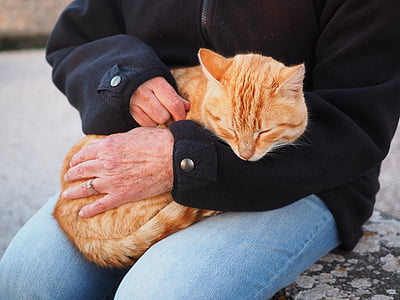 person carrying orange tabby cat