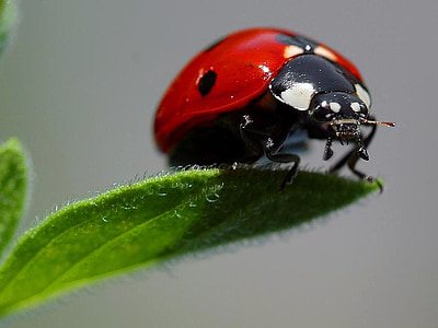 red ladybug on green leaf closeup photography