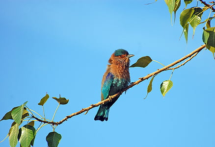 brown and blue bird on tree branch