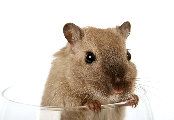 brown rodent in glass cup