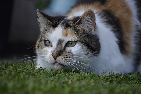 shallow focus lens photo of calico cat