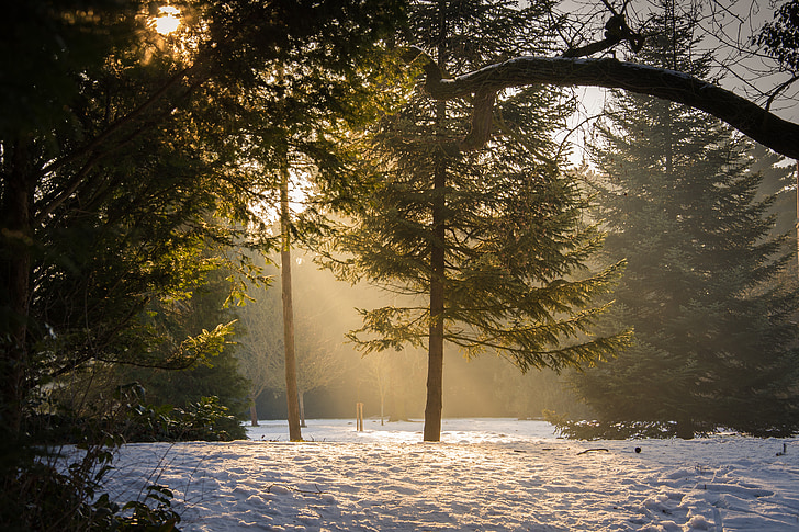 trees covered with snow with sun rays