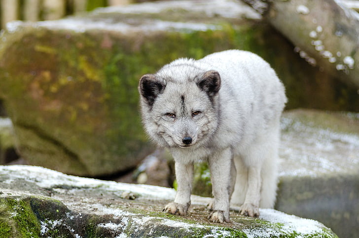 shallow focus photography of white wolf on brown rock during daytime