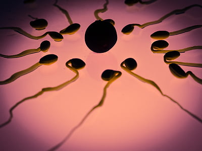 sperm cells surrounding egg cells