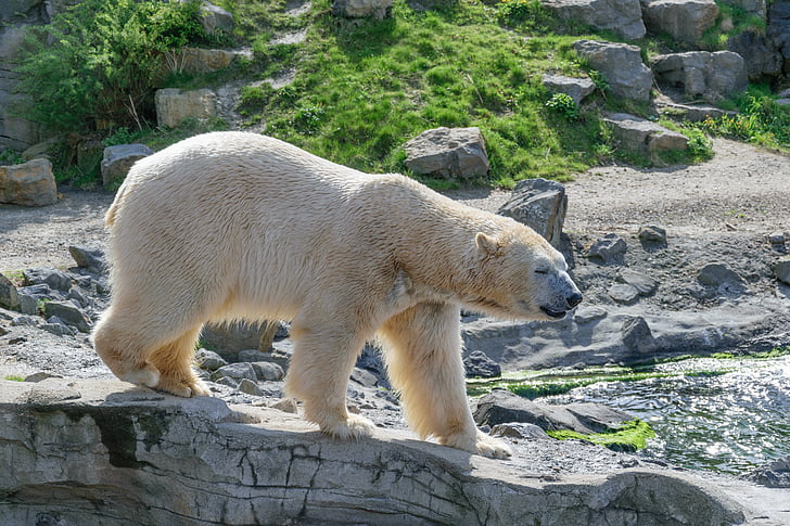 polar bear on rock formation during daytime