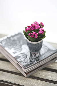 shallow focus photography of pink Kalanchoe flowers in vase