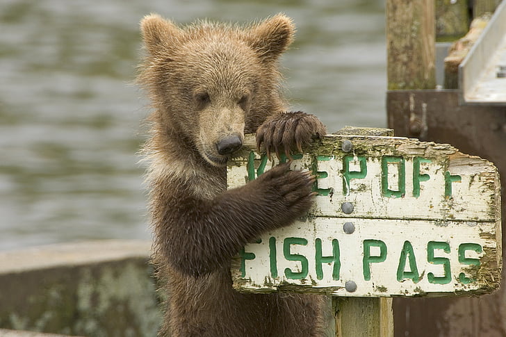 brown bear holding on white wooden fish pass signage during daytime