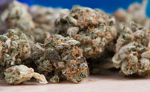 photo of green-and-orange cannabis buds