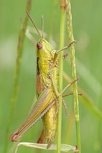 shallow focus photography of green grasshopper during daytime