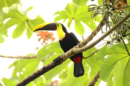 yellow, black, and red toucan