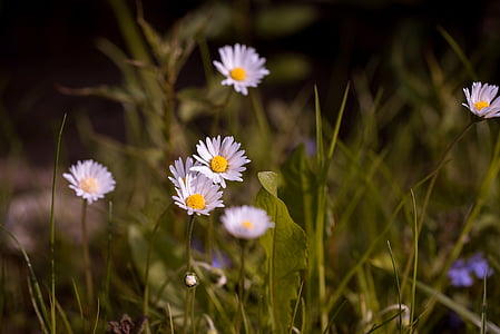 daisy flower growing near green grass