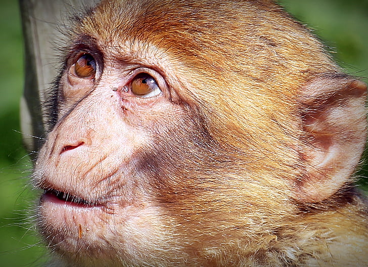 close-up photo of brown monkey