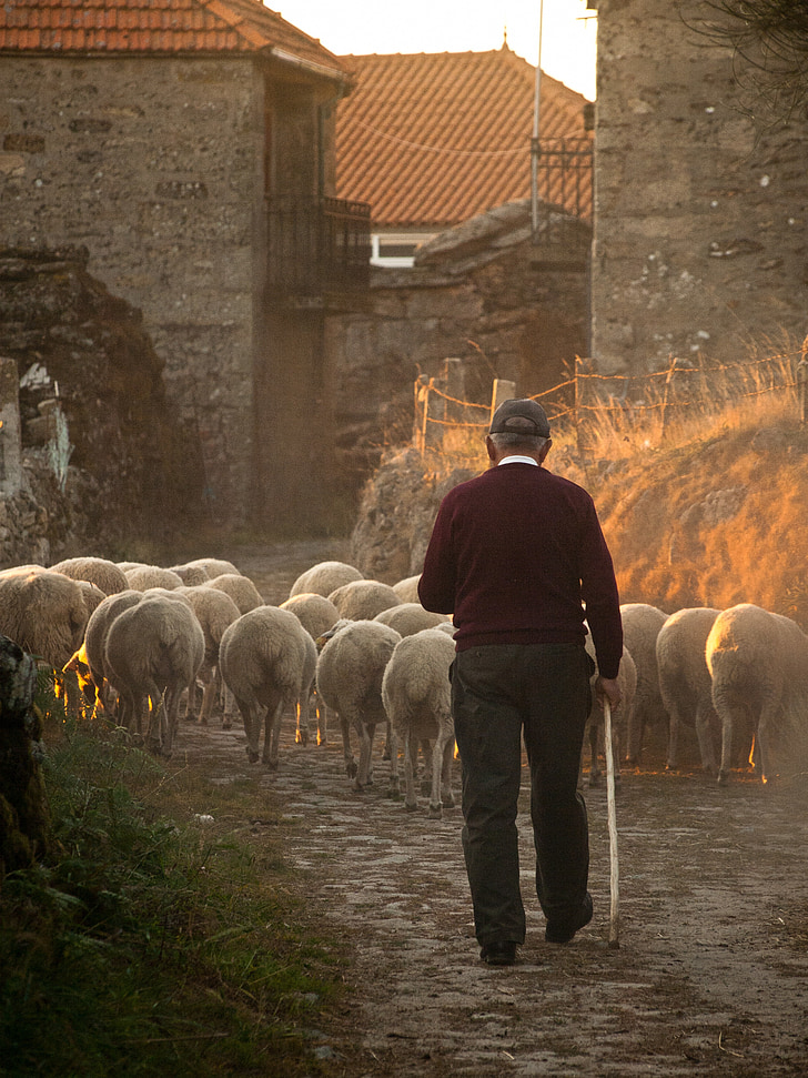 man walking behind herd of sheep