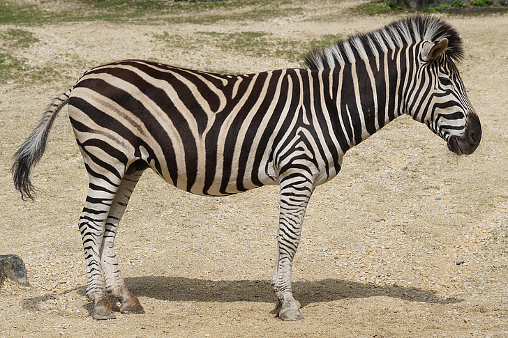 zebra standing on gray soil