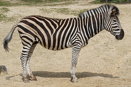 zebra standing on gray soil