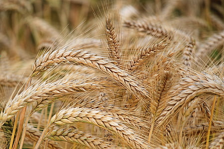 brown wheat in macro shot