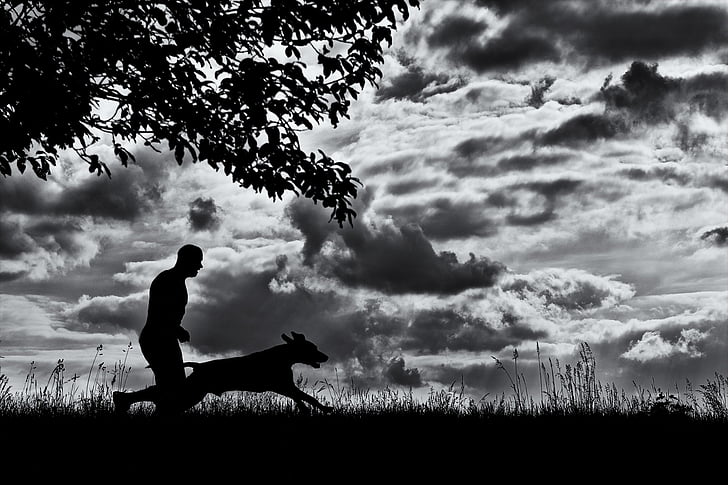 silhouette of dog and man runs on grass field