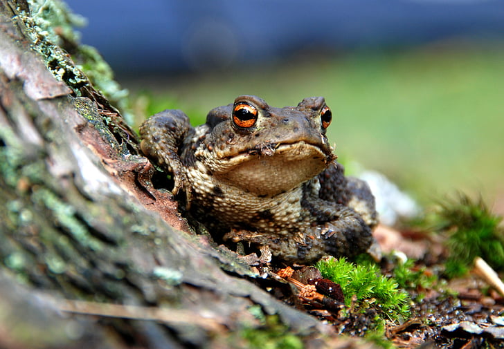 gray forest frog