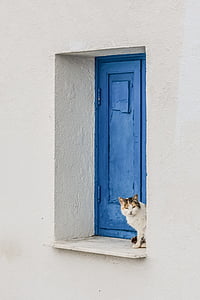 calico cat on blue wooden window