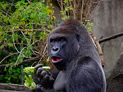 gorilla eating vegetable