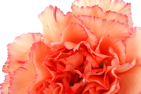 orange carnation flower in bloom macro photo