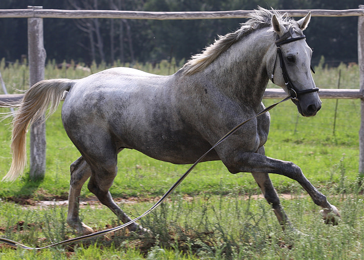 white and gray stallion running on grass field during daytime