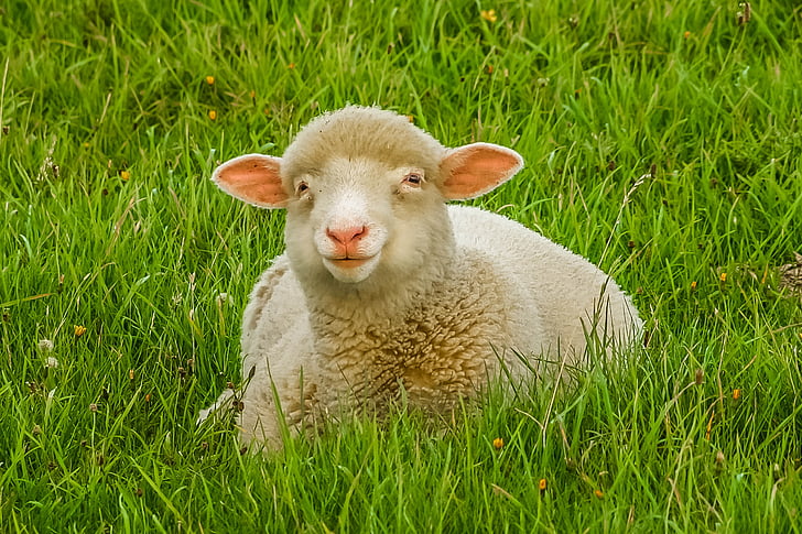 brown sheep on green grass field