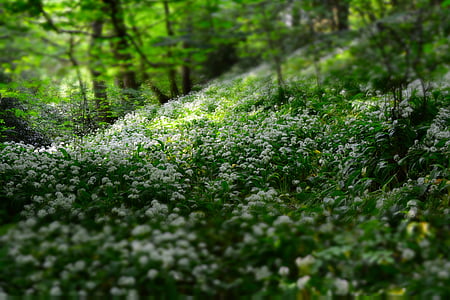 depth of field, flora, flowers, forest, nature, outdoors