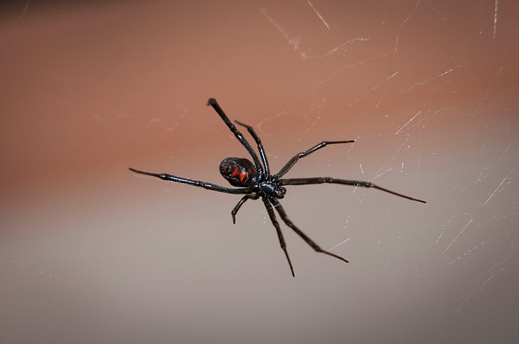 black widow spider in closeup photography