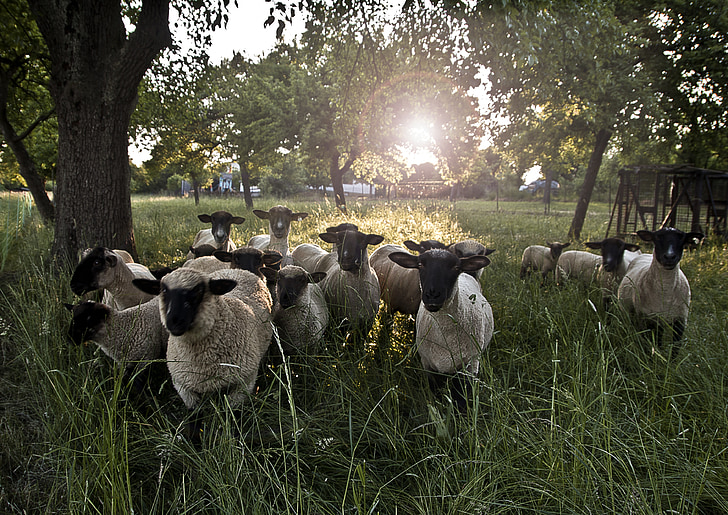 group of sheeps on grass