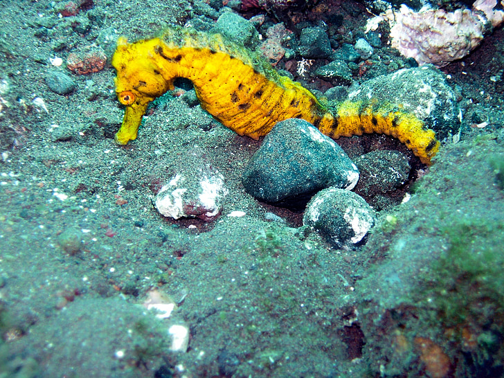 photo of yellow seahorse in underwater