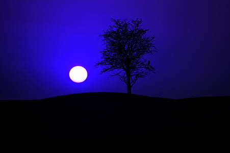 silhouette photo of tree under full moon