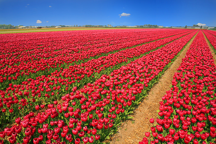 red tulip flower garden