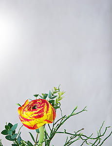 red and yellow petaled flower near white wall