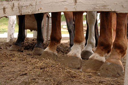 closeup photo of brown and white horse foots
