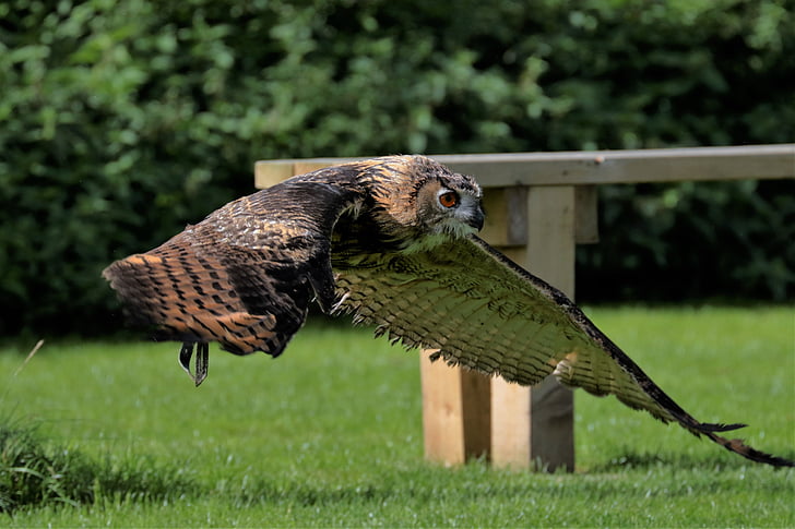 flying brown owl