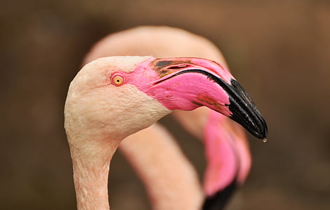 close-up selective focus photo of flamingo