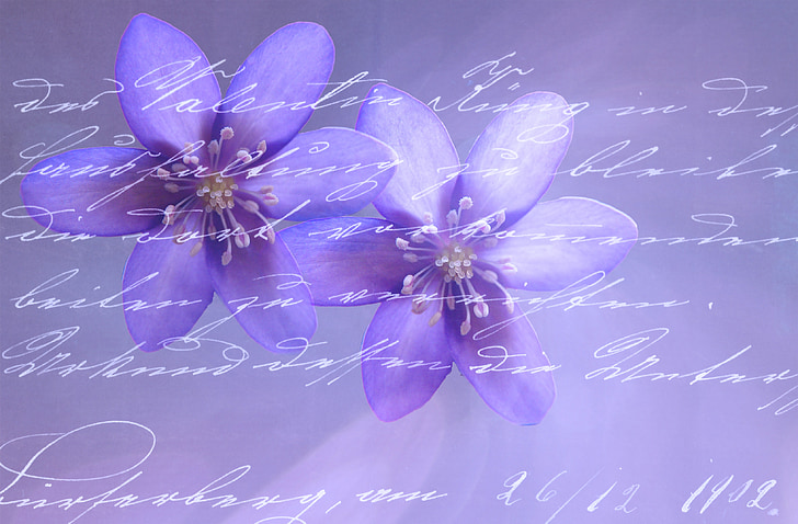 two purple petaled flowers with text overlay
