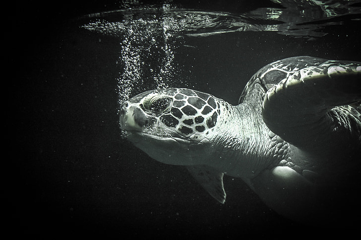 underwater photography of sea turtle