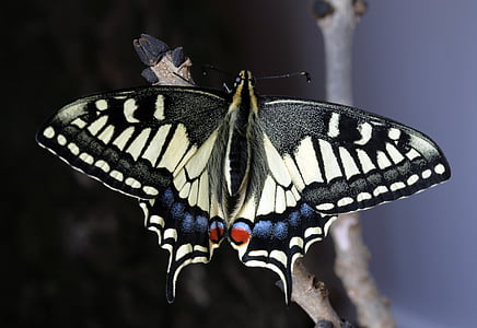 close up photo of tiger swallowtail butterfly
