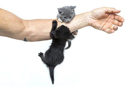 two kittens hanging on left man's arm