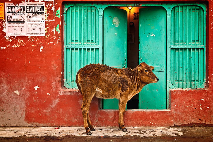 brown calf standing near green wooden doors
