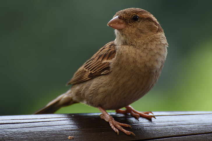 selective focus photography of brown canary