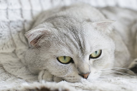 close-up photo of gray cat on textile