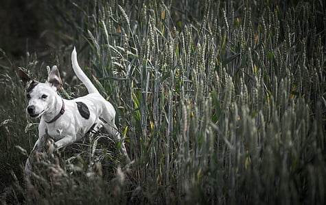 grayscale photography of dog running on grass field at daytime