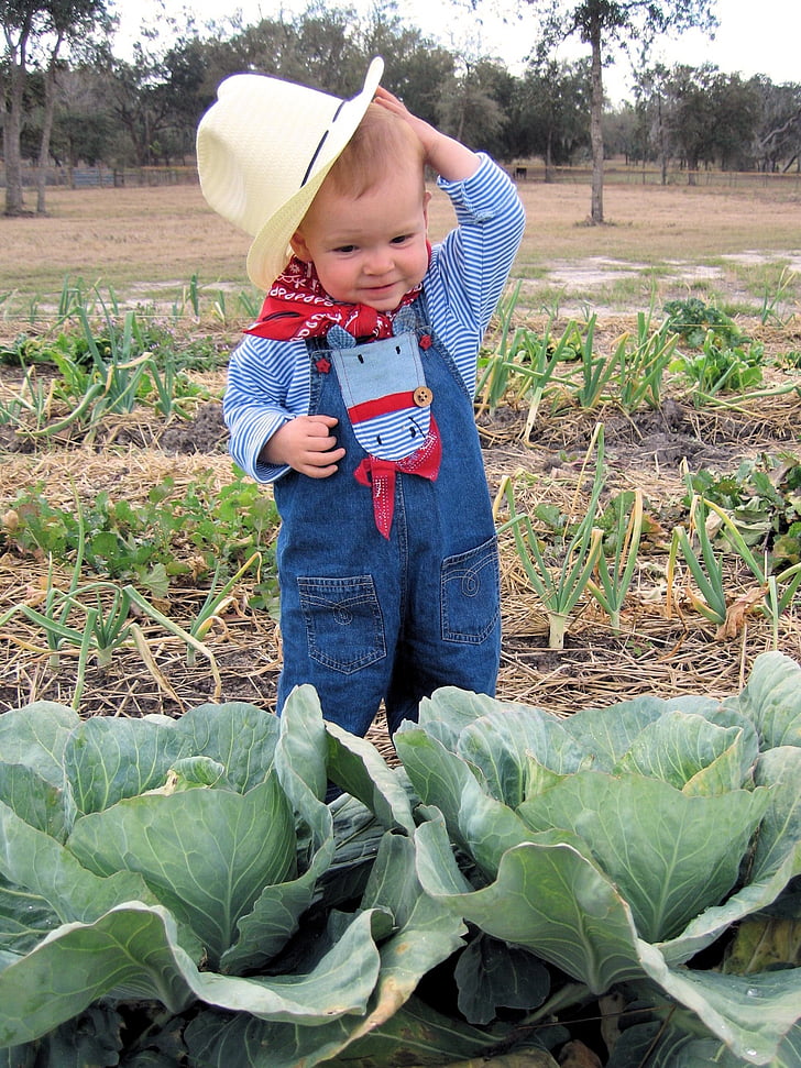 toddler's wearing cowboy suit standing near cabbage plant