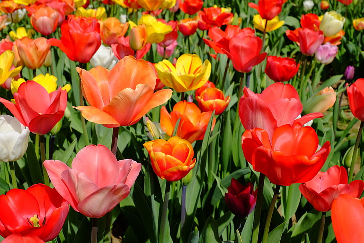 red, pink, and yellow tulip flower field